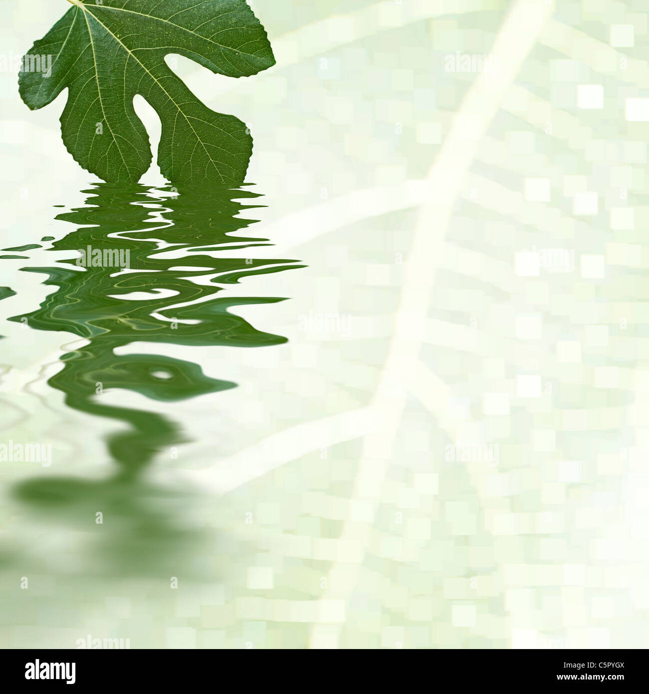 Feuille de vigne verte reflétant dans l'eau. Fond blanc Banque D'Images