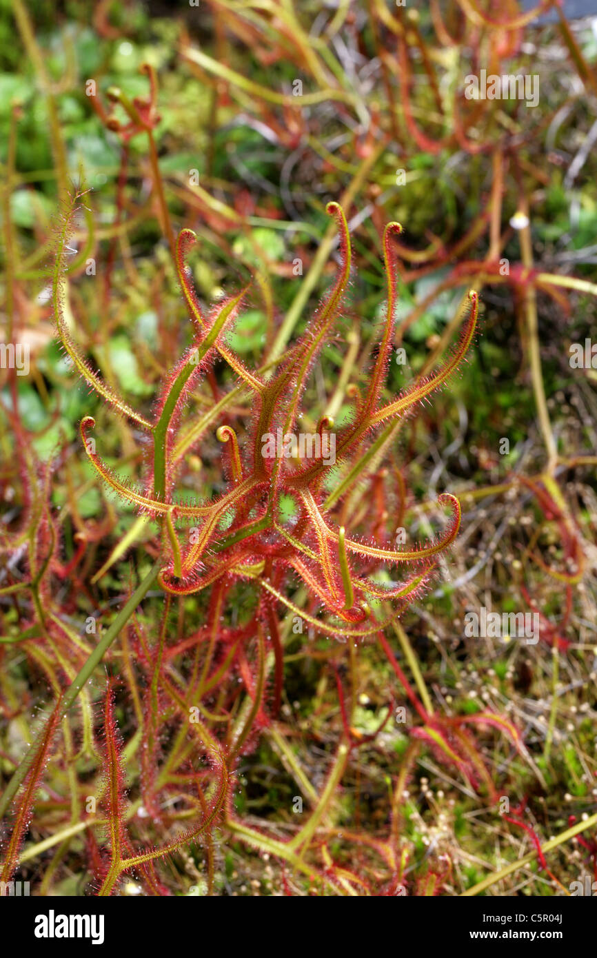 Drosera ou rossolis fourchue fourchue, Drosera binata, Droseraceae. L'Australasie. Banque D'Images