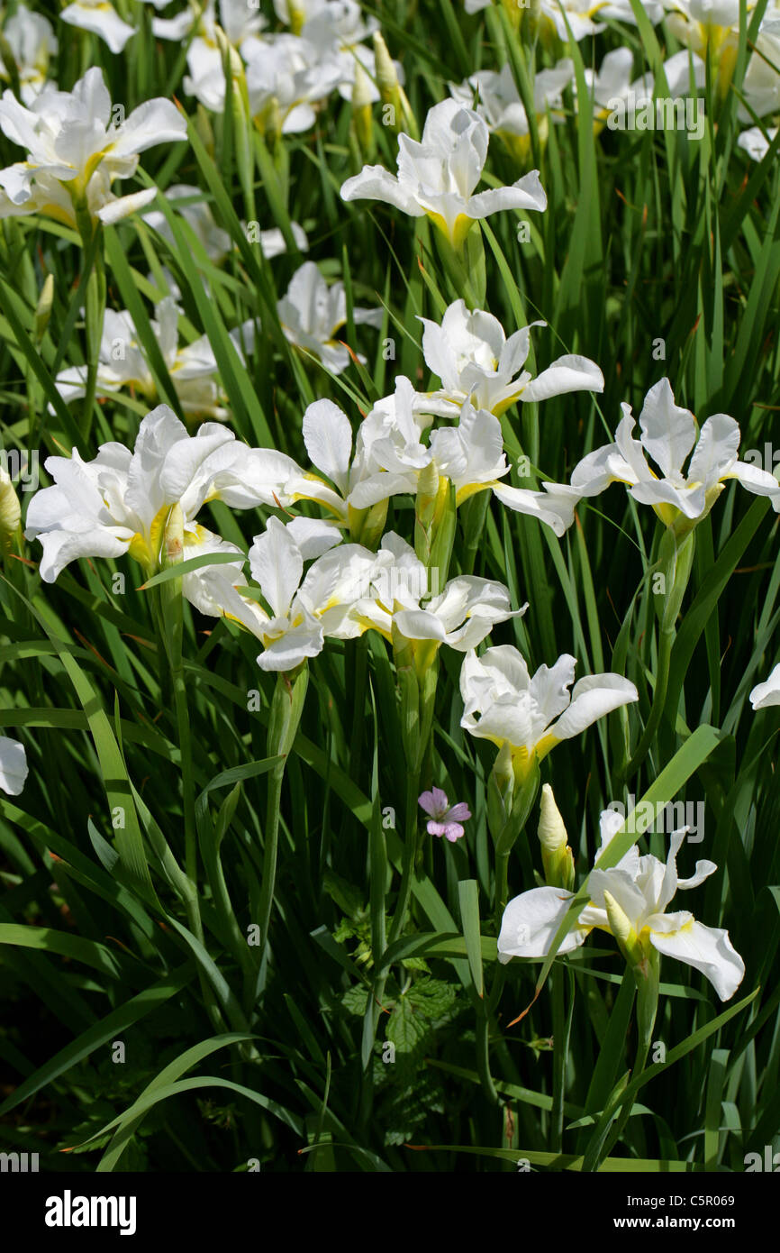 Iris de Sibérie, Iris sibirica 'blanc' de turbulences, Iridaceae. Banque D'Images