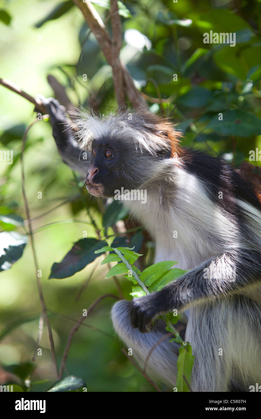 Un singe Colobus rouge dans la forêt Jozani Zanzibar. Banque D'Images