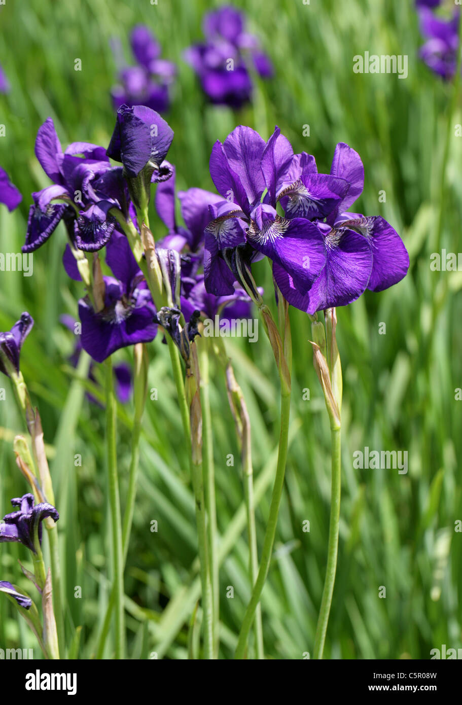 Iris de Sibérie, Iris sibirica 'Royal Blue', Iridaceae. Banque D'Images