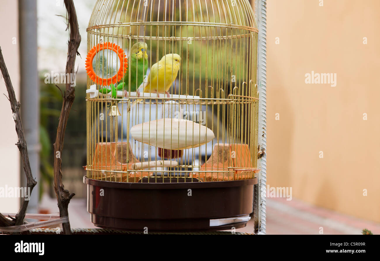 Jaune et vert de perroquets en cage à l'extérieur Banque D'Images