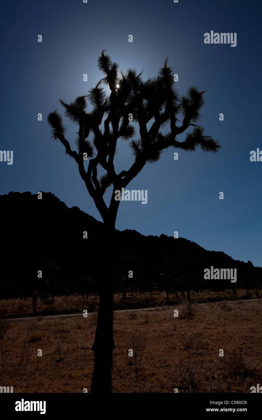 Un Joshua Tree (Yucca brevifolia) silhouetté par le soleil, le parc national Joshua Tree, California, United States of America Banque D'Images