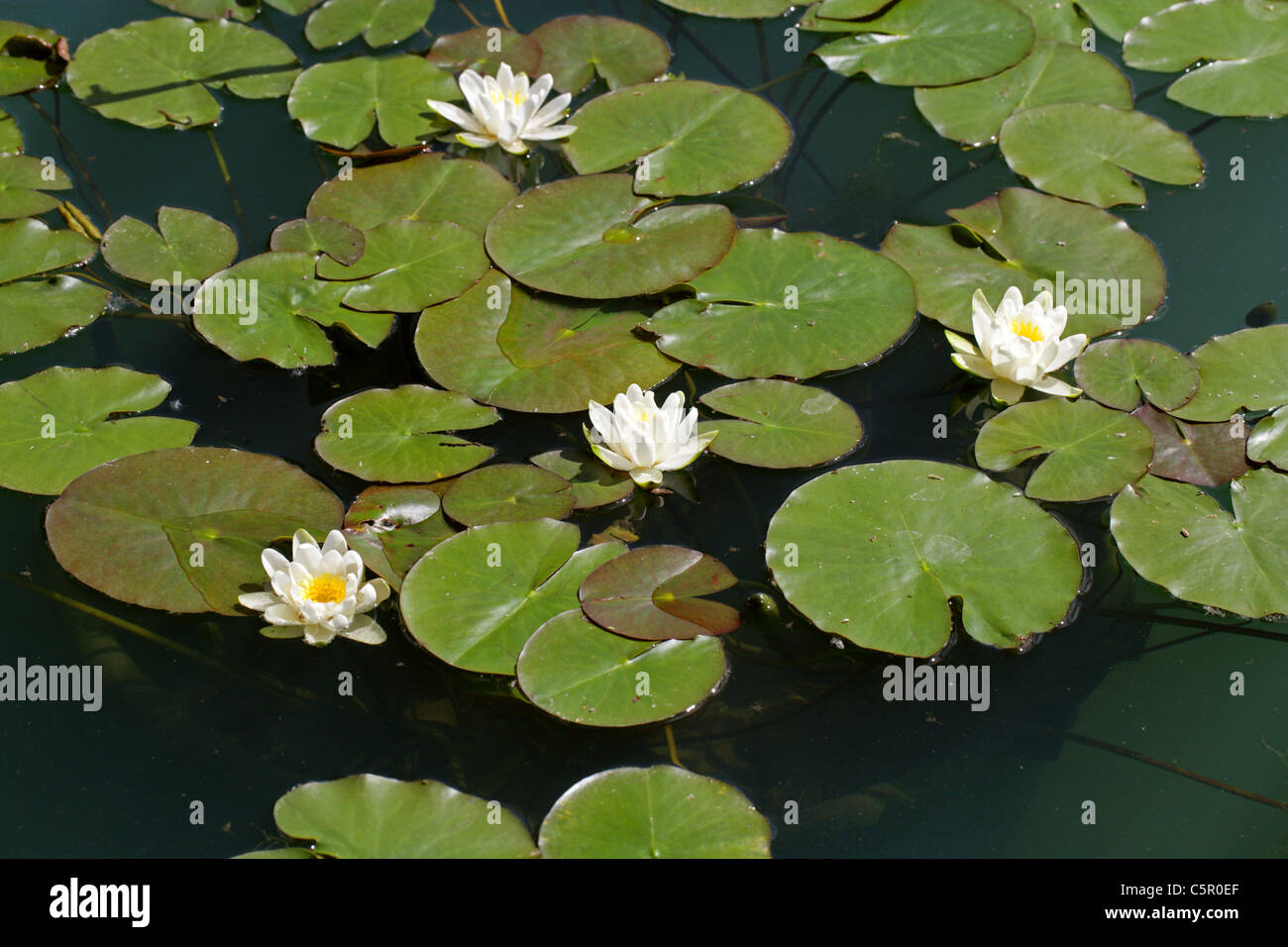 Water Lily, Nymphaea candida, Nymphaeaceae. L'Europe du Nord. Banque D'Images