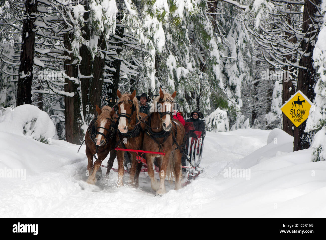 Les chevaux de trait belge tire un traîneau dans la neige près de Tenaya Lodge, Yosemite National Park, California, United States of America Banque D'Images