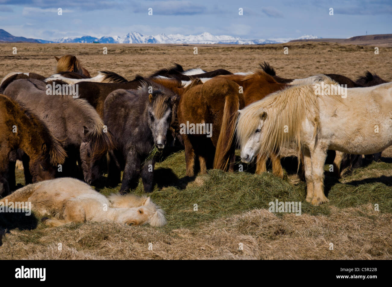 Les chevaux dans le champ en Islande Banque D'Images