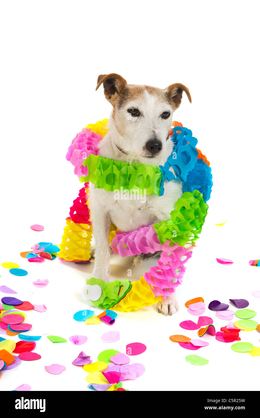 Jack Russel Anniversaire Banque D Image Et Photos Alamy