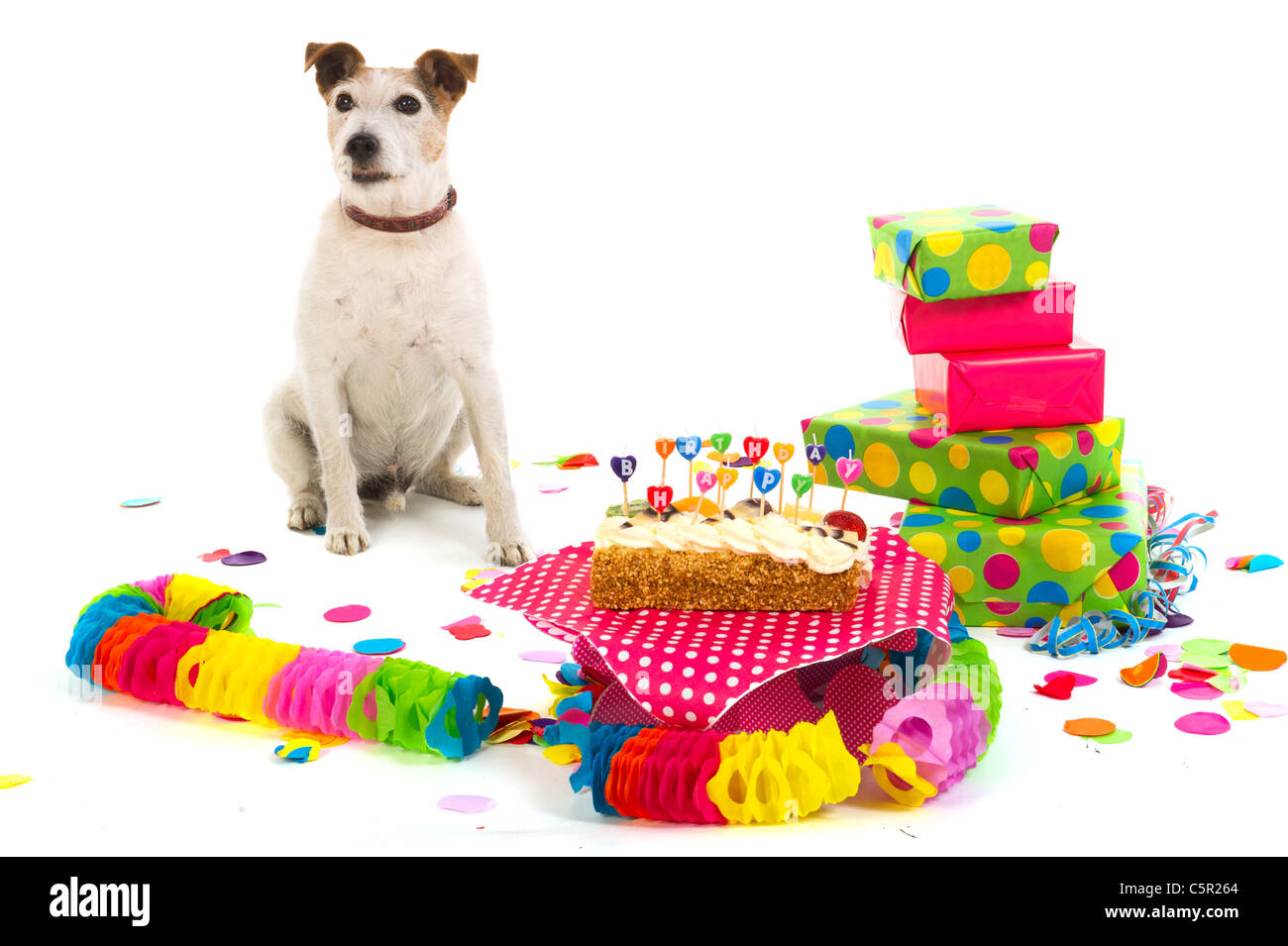 Happy Birthday Dog Jack Russel Banque D Image Et Photos Alamy