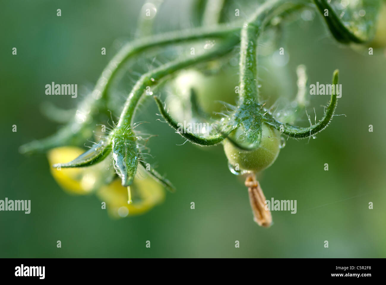 Tomates vertes Banque D'Images