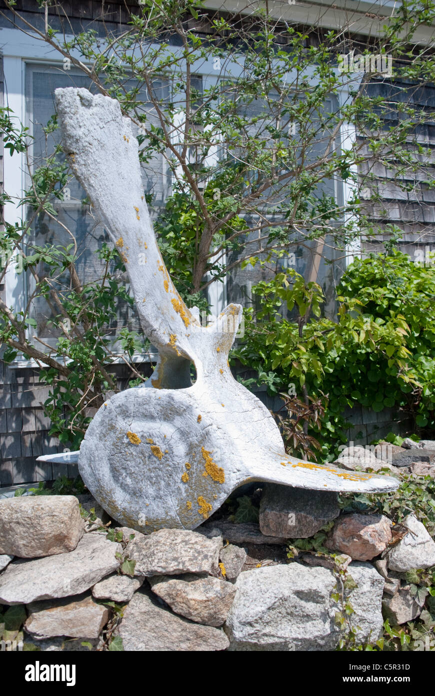 Une Vertèbre de baleine fait un intéressant morceau de conversation en face d'une maison historique dans la région de Old Westport, Massachusetts. Banque D'Images