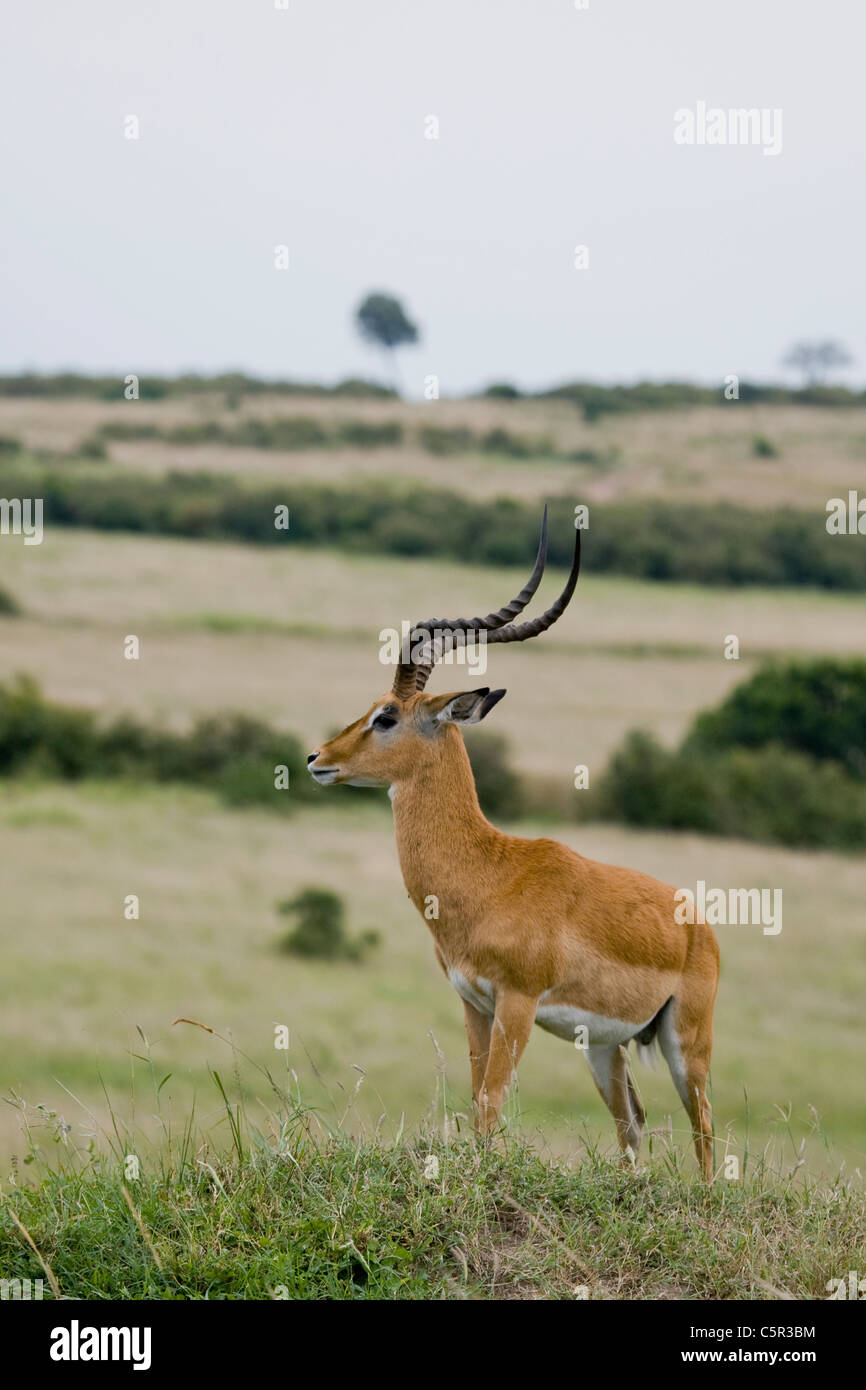 Rondelle de l'eau dans les masais Mara NP, Kenya, Afrique de l'Est Banque D'Images