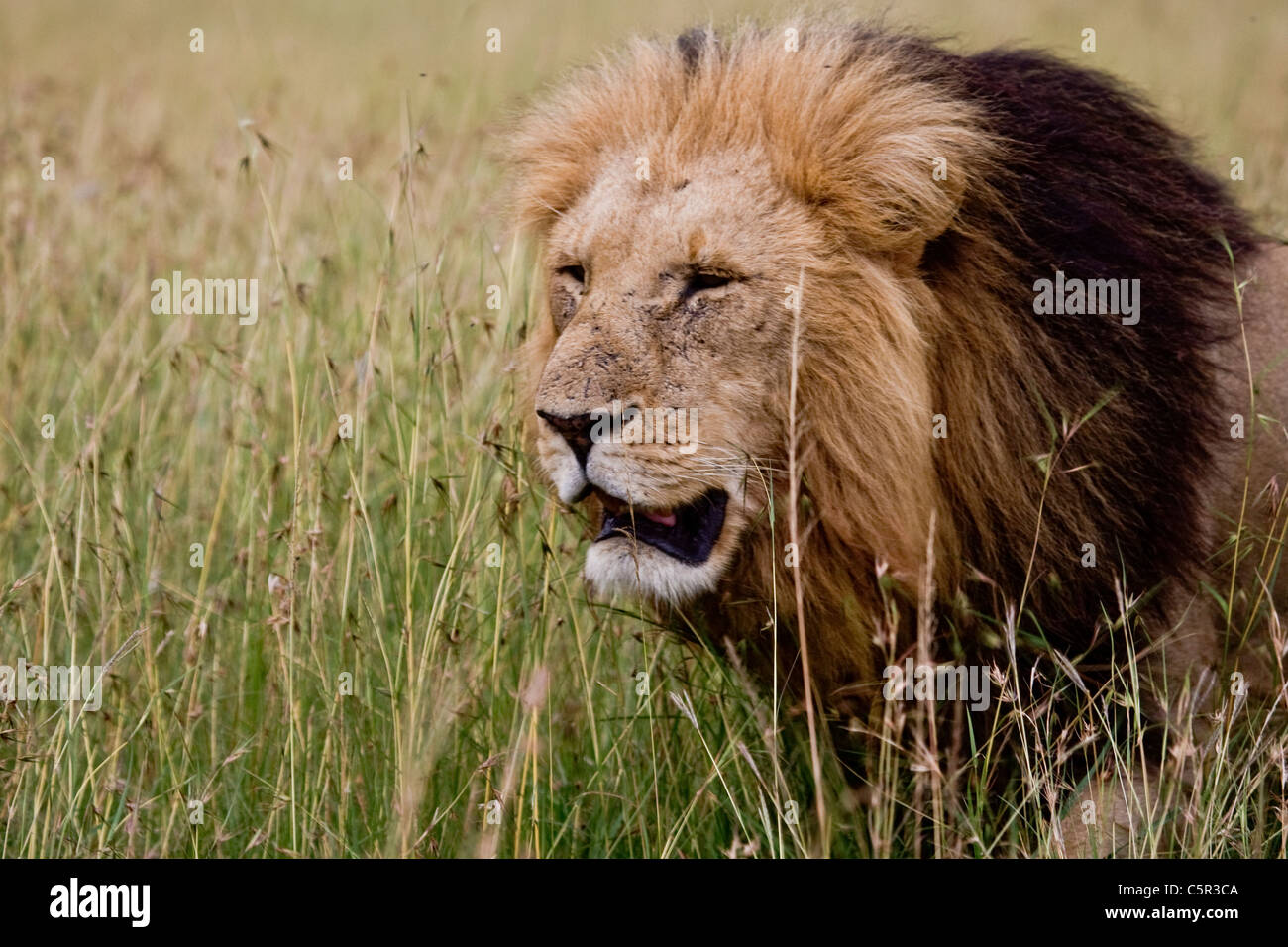 Un homme d'Afrique lion dans les masais Mara NP, Kenya, Afrique de l'Est Banque D'Images