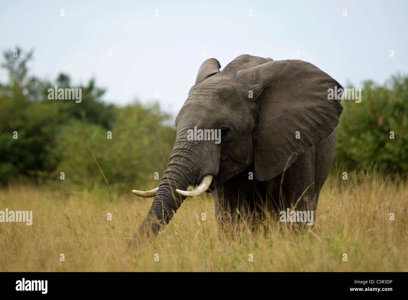 L'éléphant sauvage dans les masais Mara NP, Kenya, Afrique de l'Est au cours d'un voyage safari Banque D'Images