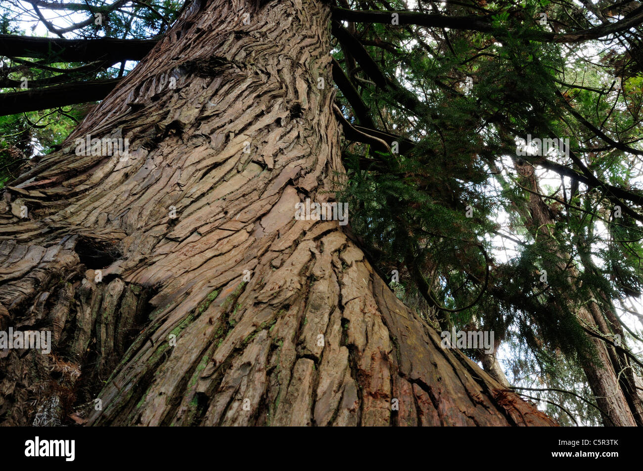 Japanese Cedar ou Sugi (Cryptomeria japonica) Banque D'Images