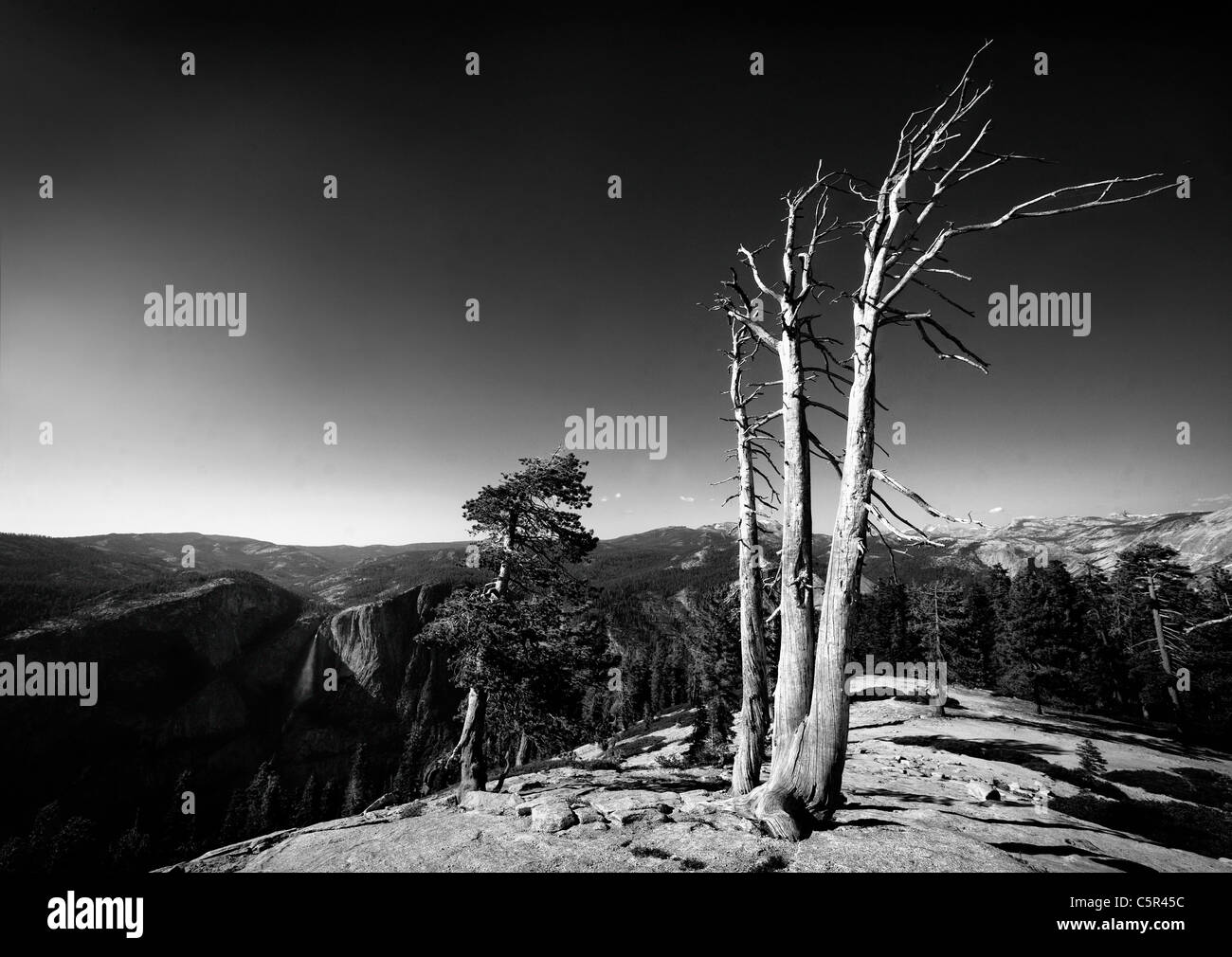 Arbre spectaculaire sur dome sentinelle Banque D'Images