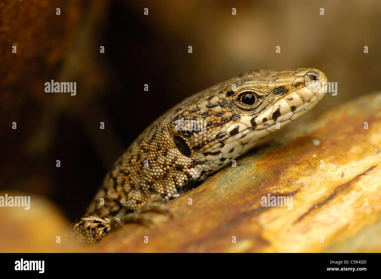 Péninsule ibérique lézard des murailles (Podarcis hispanica) Banque D'Images