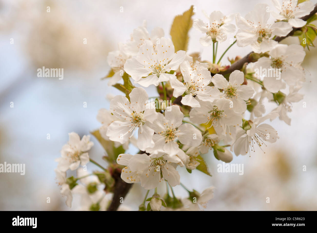 Fleurs de cerisier blanc au printemps Banque D'Images