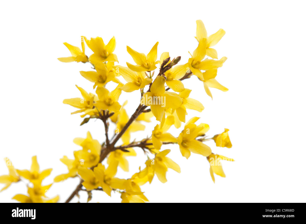 Forsythia en fleurs de printemps jaune à Banque D'Images