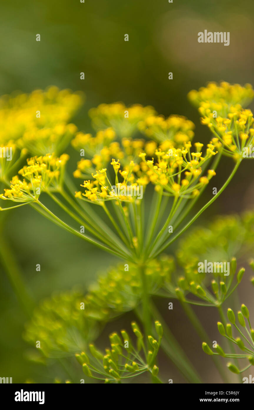 Blooming Dill avec des fleurs jaunes à été comme herbe dans un jardin Banque D'Images