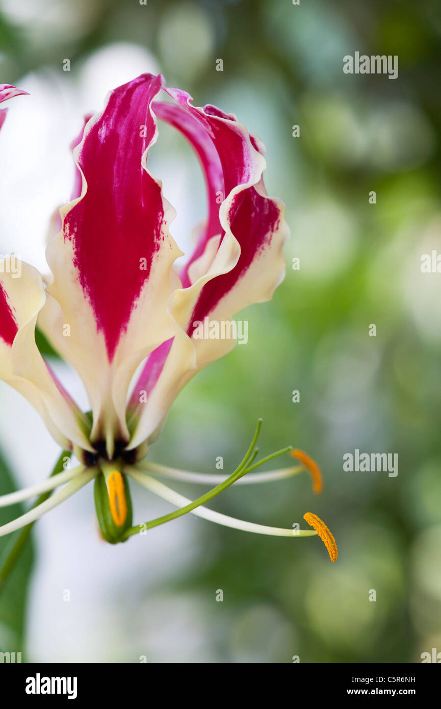 'Gloriosa superba Rothschildiana'. Gloire lily. Lily la flamme. Gloriosa lily Banque D'Images