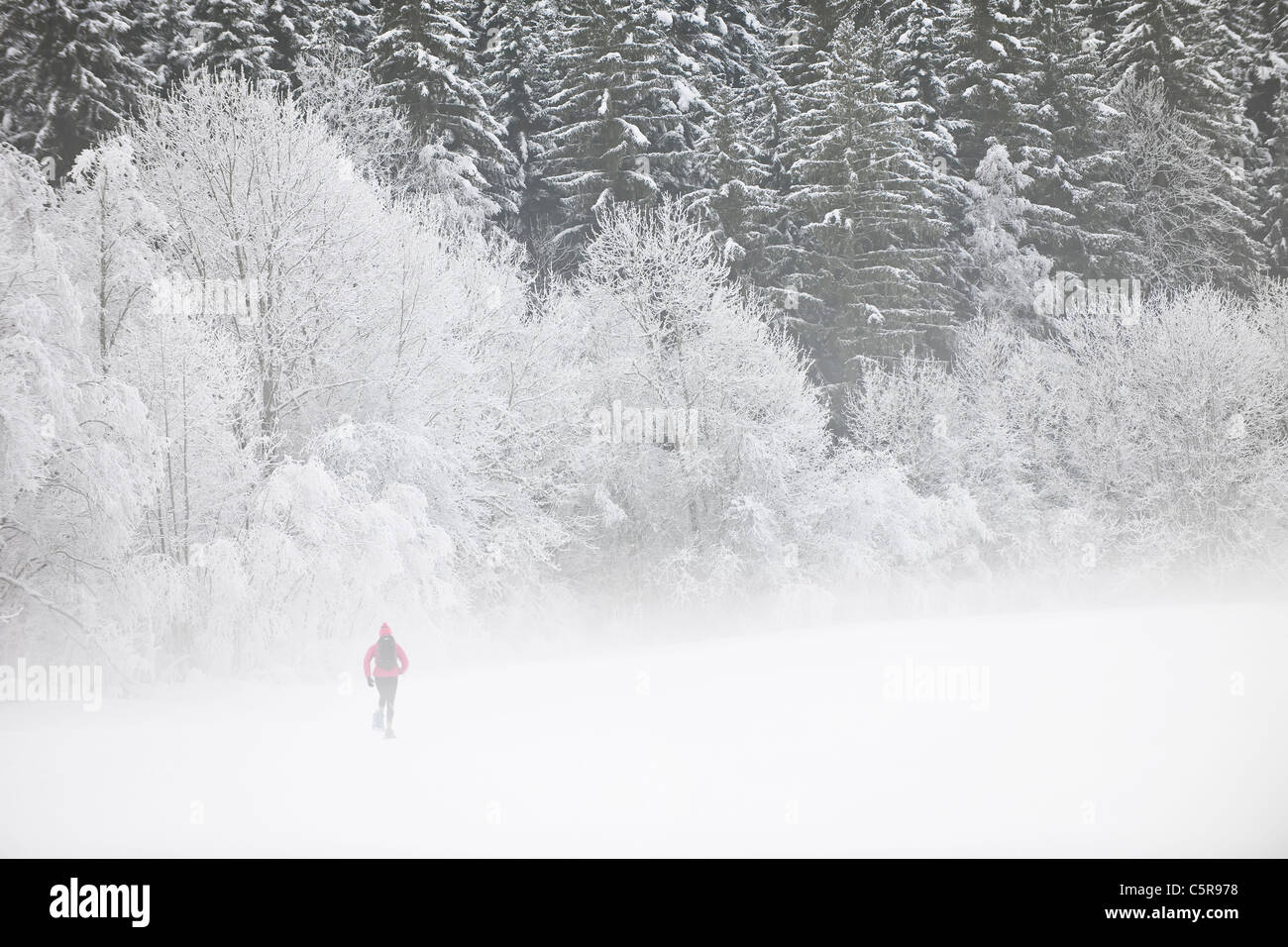 Une personne de la raquette dans une forêt alpine misty. Banque D'Images