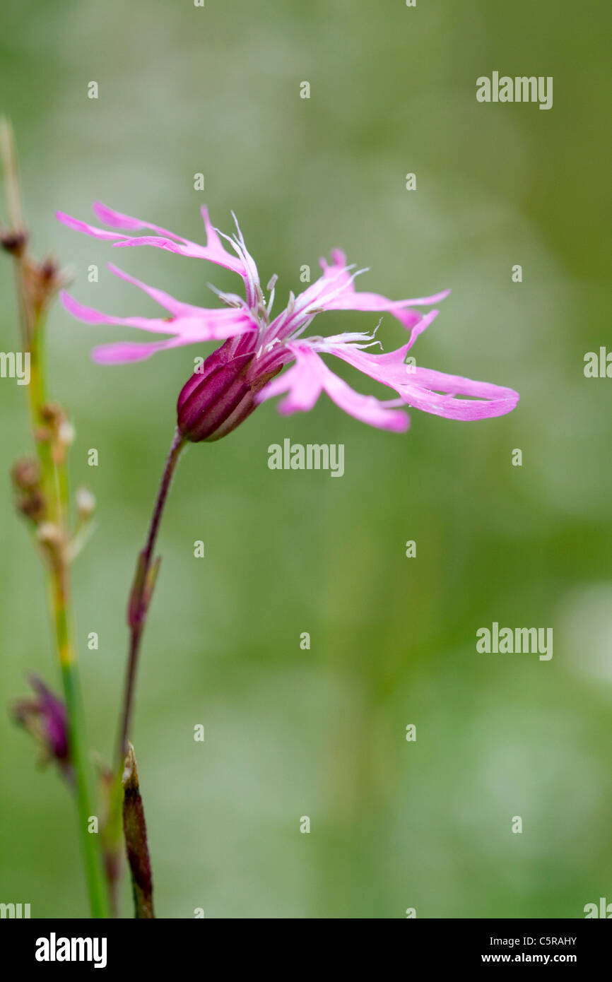 Ragged Robin ; Lychnis flos-cuculi, Cornwall, UK Banque D'Images