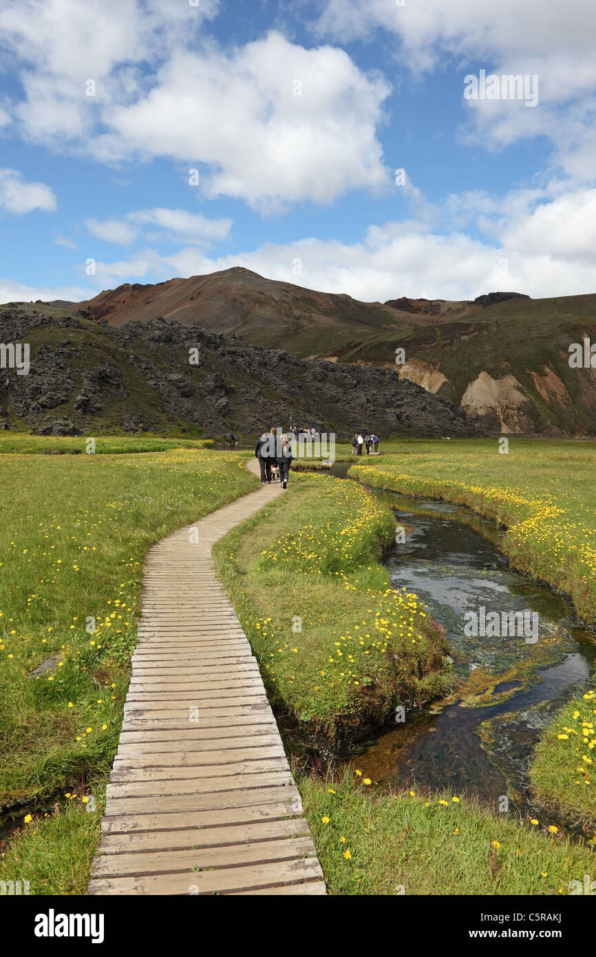 Personnes marchant sur un conseil à pied entouré de fleurs jaunes vers l'volcaniques chaudes à Landmannalaugar Islande Banque D'Images