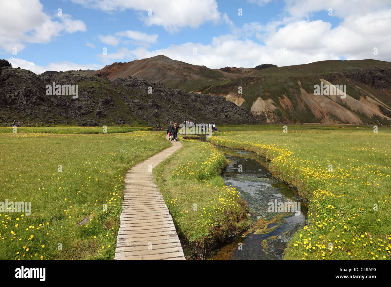 Personnes marchant sur un conseil à pied entouré de fleurs jaunes vers l'volcaniques chaudes à Landmannalaugar Islande Banque D'Images