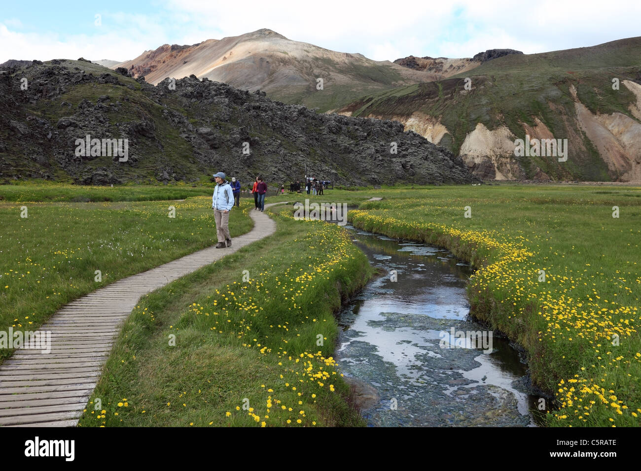 Personnes marchant sur un conseil à pied entouré de fleurs jaunes vers l'volcaniques chaudes à Landmannalaugar Islande Banque D'Images
