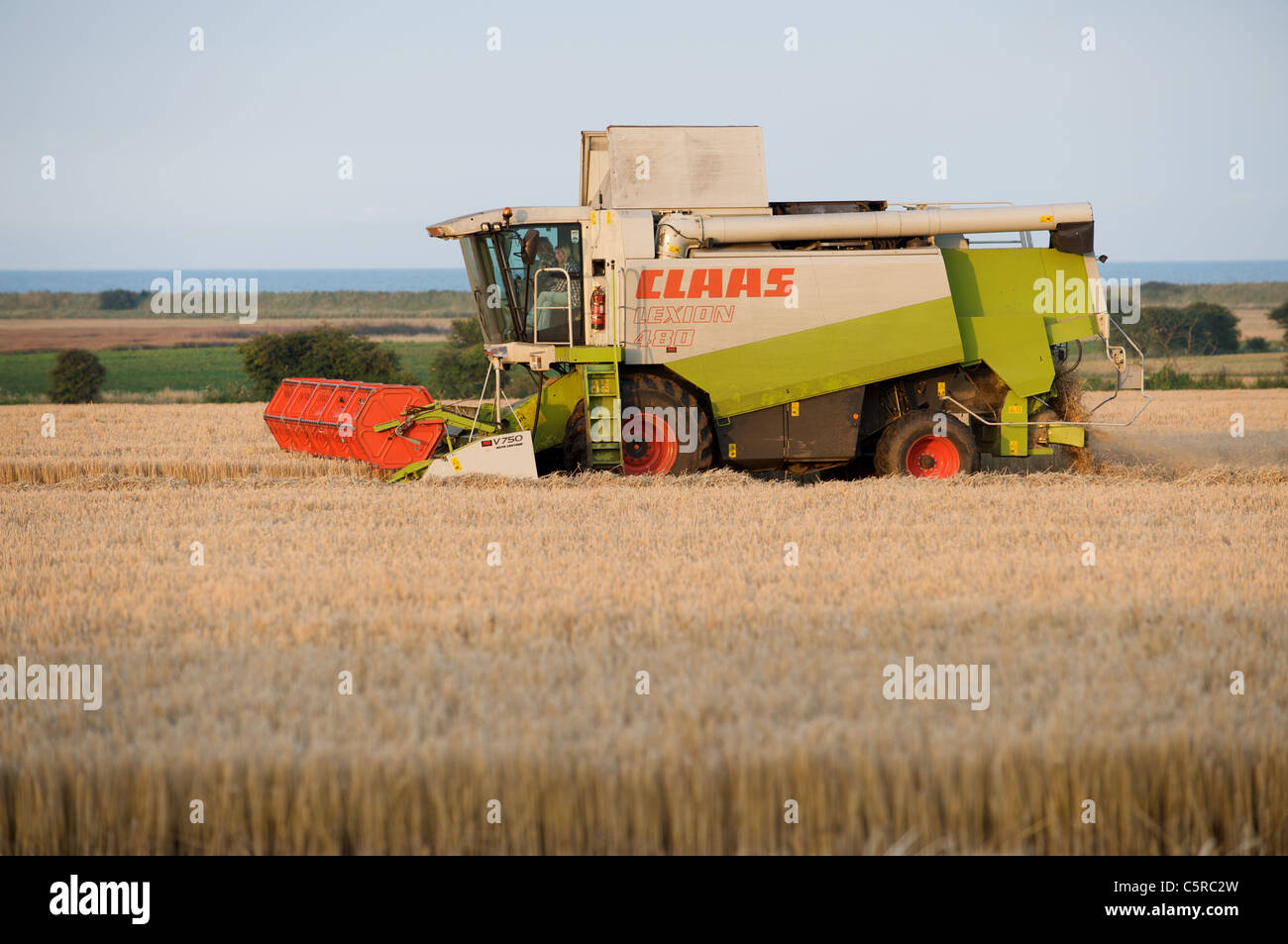 Rendmt Lexion moissonneuse-batteuse de classe 480 coupe un champ d'orge, de Bawdsey, Suffolk, UK. Banque D'Images