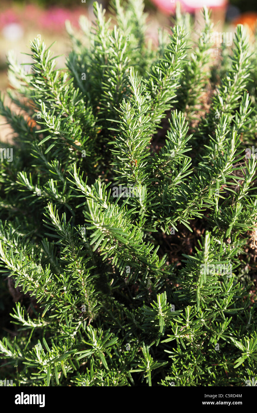 Allemagne, Close up of rosemary plant Banque D'Images