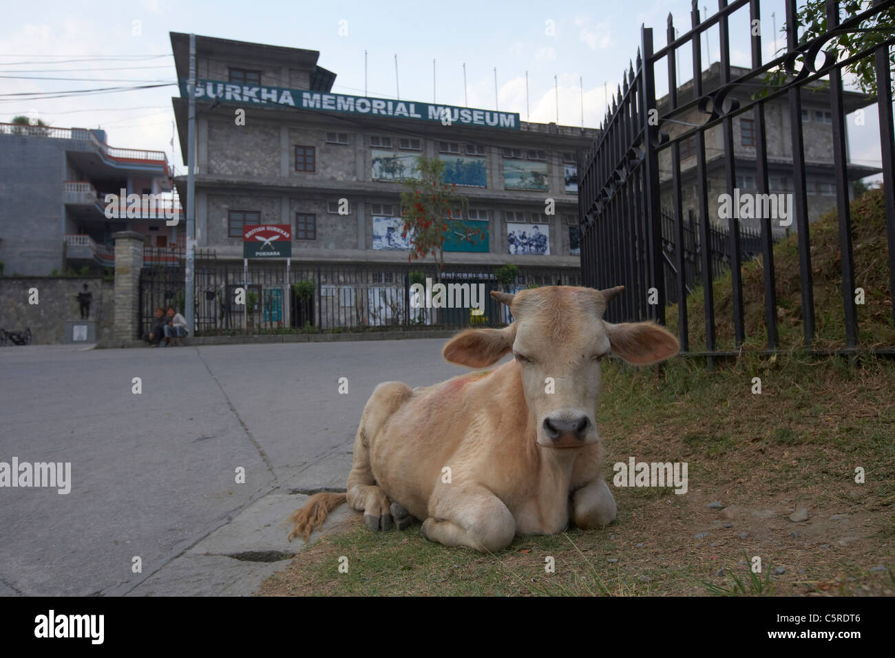 En dehors de la vache Gurkha Memorial Museum, Pokhara, Népal Banque D'Images