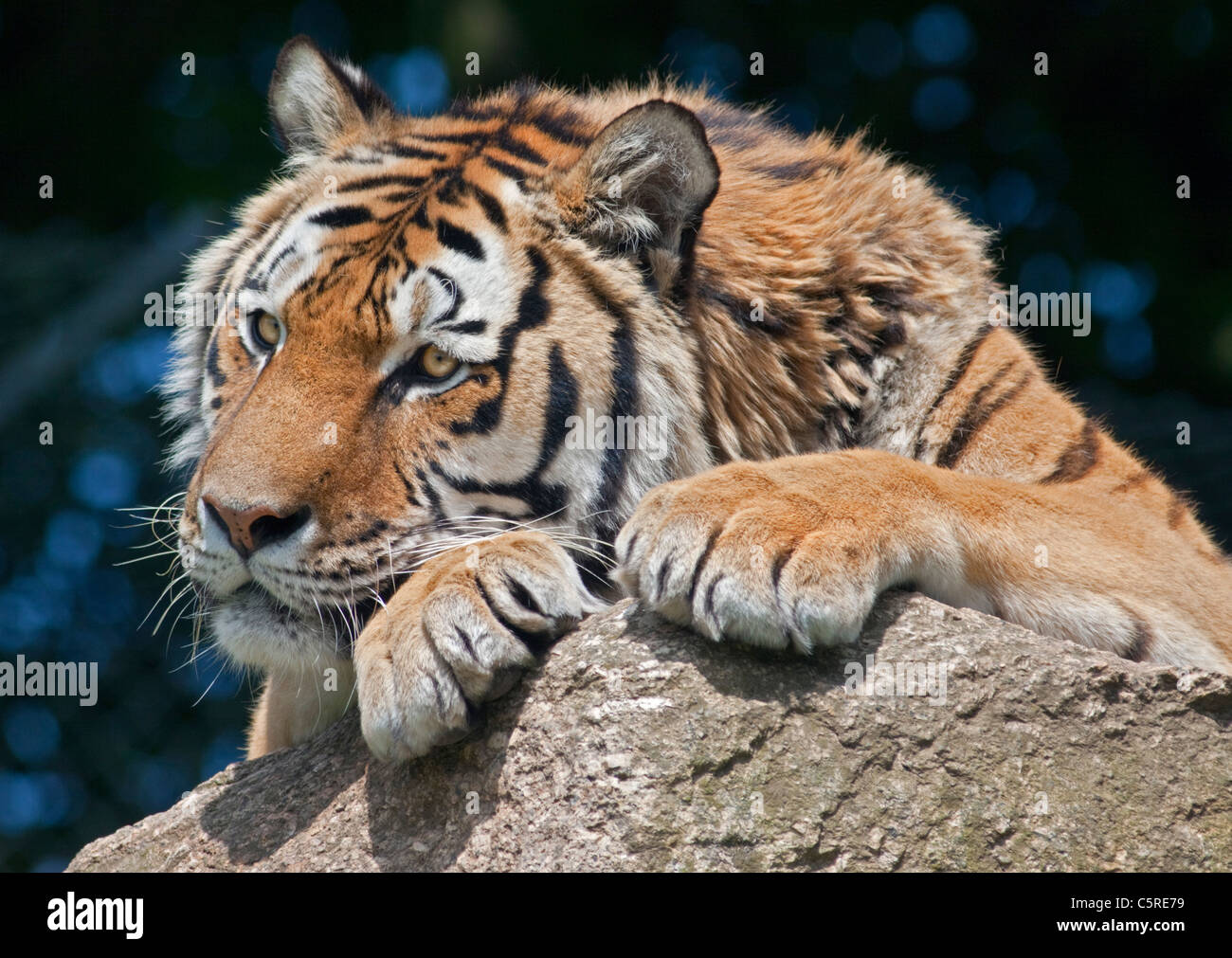 Amur Tiger/tigre de Sibérie (Panthera tigris altaica) Banque D'Images