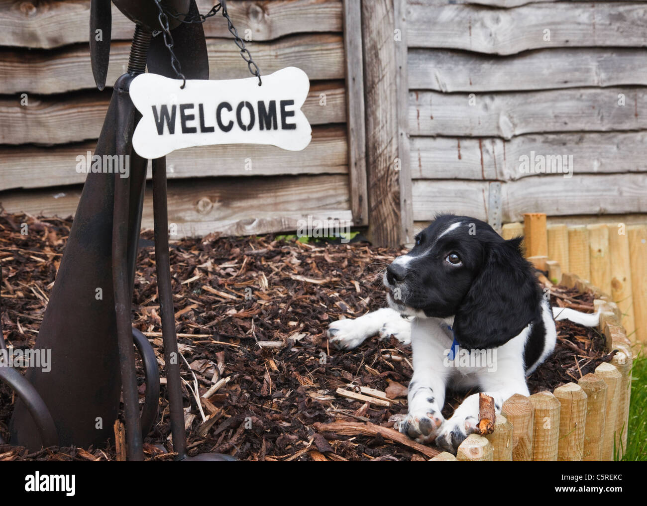 Un chien chiot Springer Spaniel anglais noir et blanc de dix semaines regardant un signe de bienvenue dans la forme d'un os dans un jardin domestique. Angleterre, Royaume-Uni. Banque D'Images