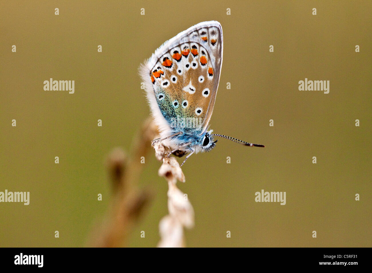 Un papillon bleu commun reposant sur une tige d'herbe Banque D'Images