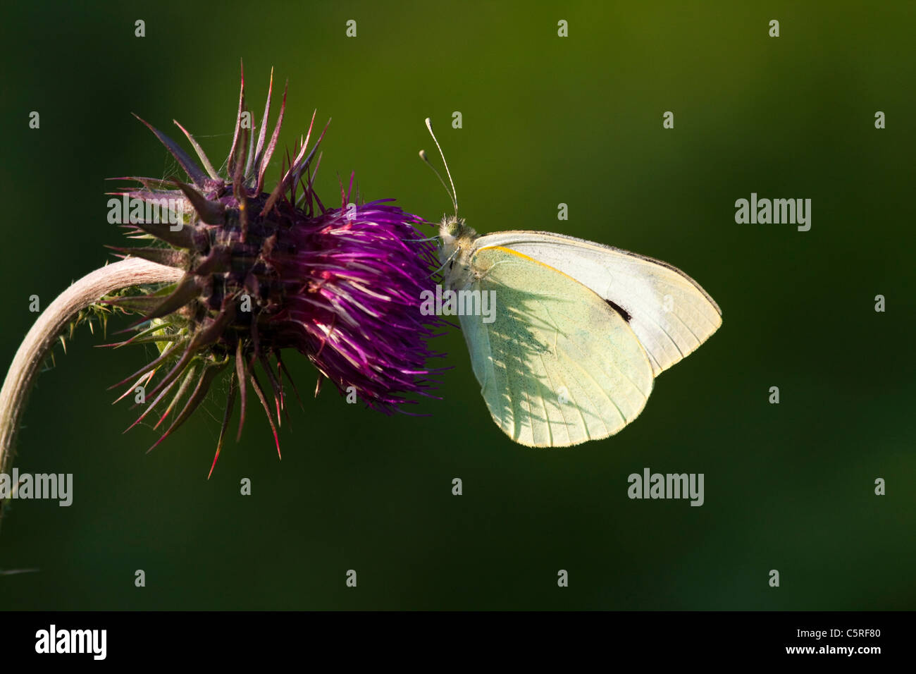 Un grand papillon blanc se nourrissant d'un chardon Banque D'Images