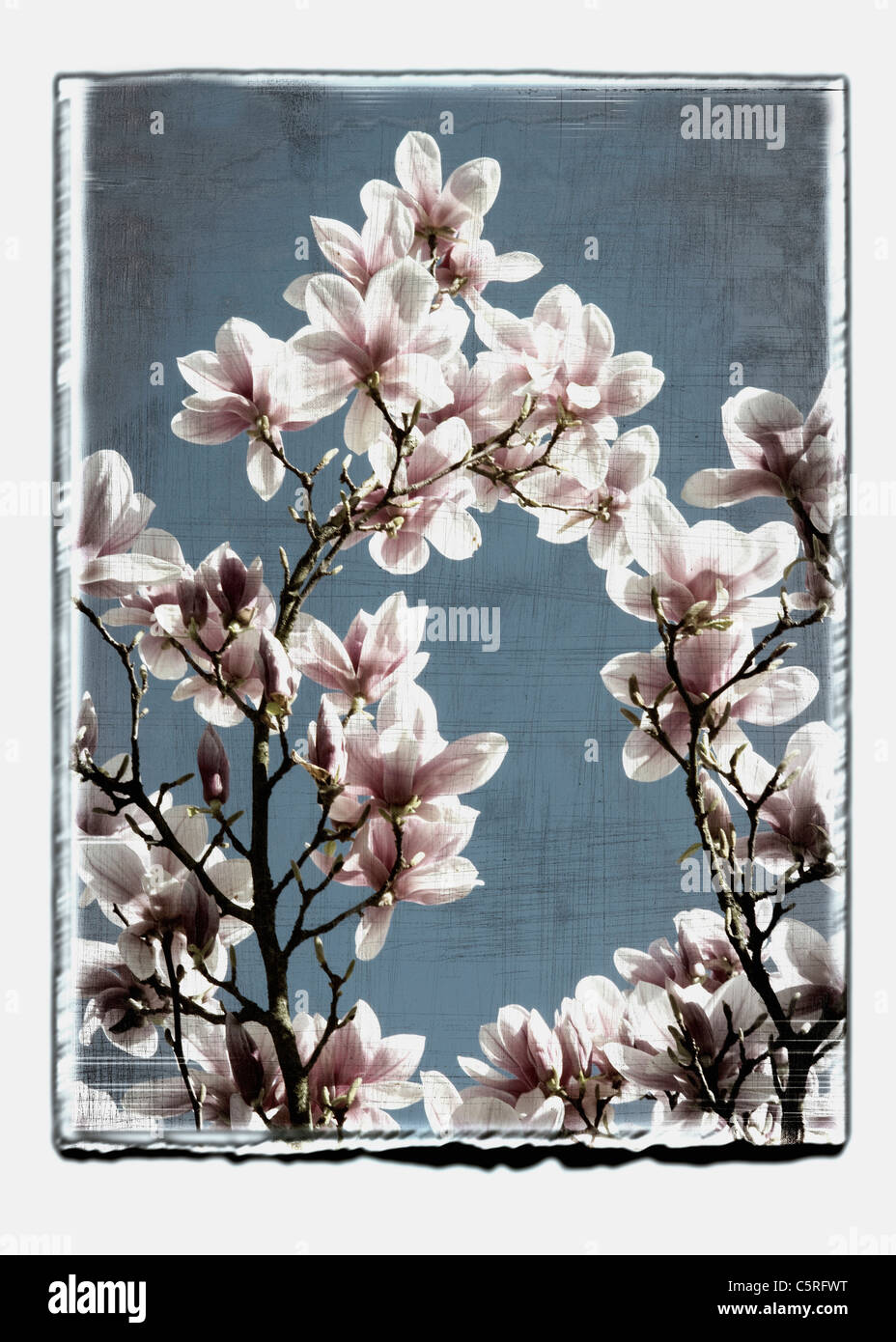 Allemagne, Stuttgart, Magnolia fleurs sur tree against sky Banque D'Images
