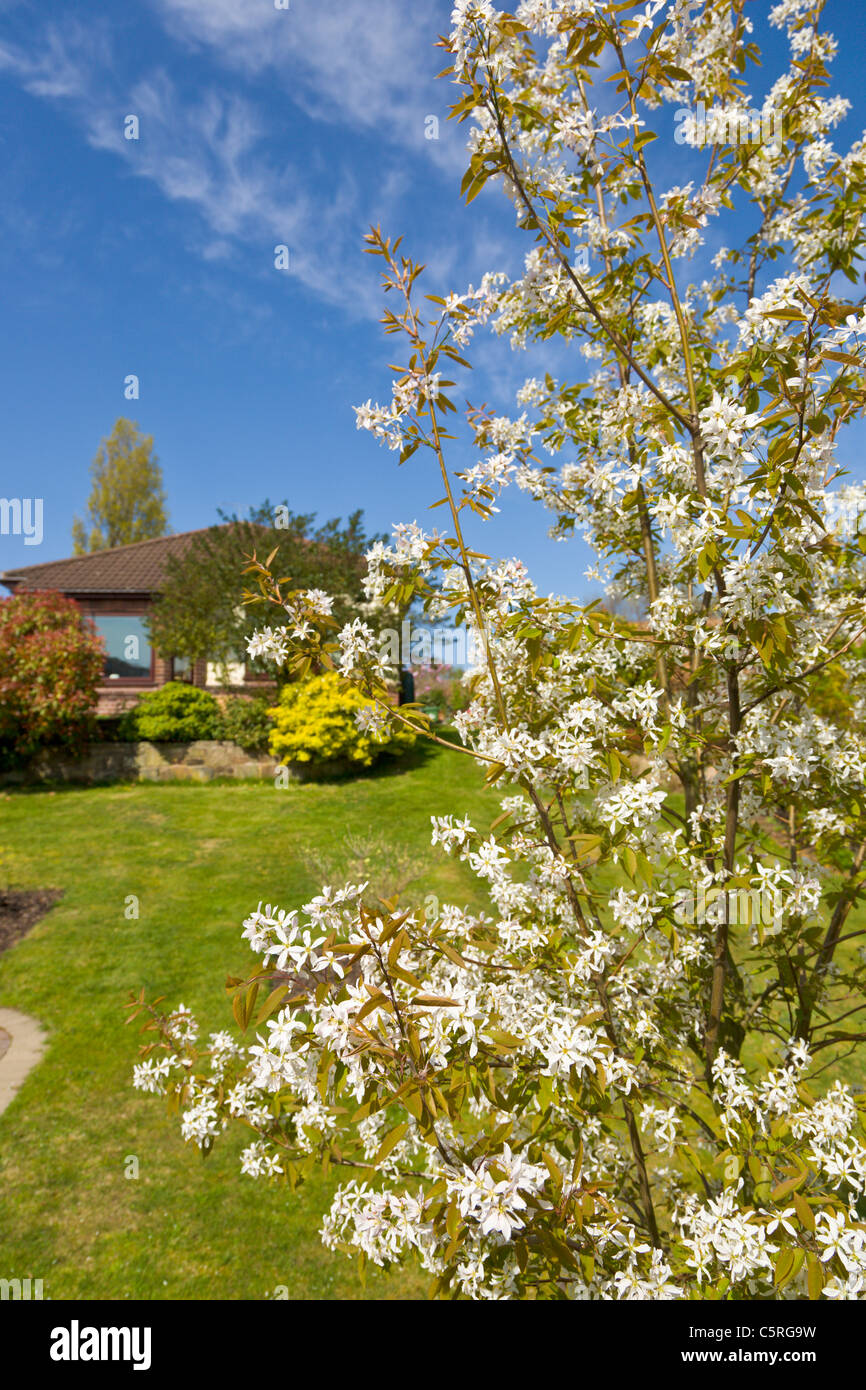 L'Amelanchier arborea Robin Hill poussant dans un jardin de devant Banque D'Images