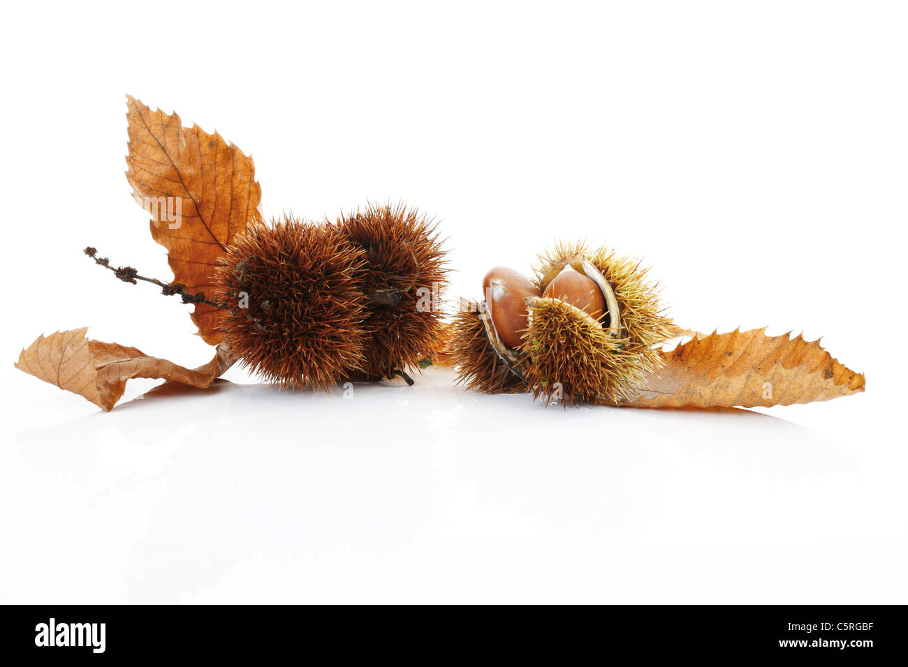 Châtaignes et les feuilles Banque D'Images