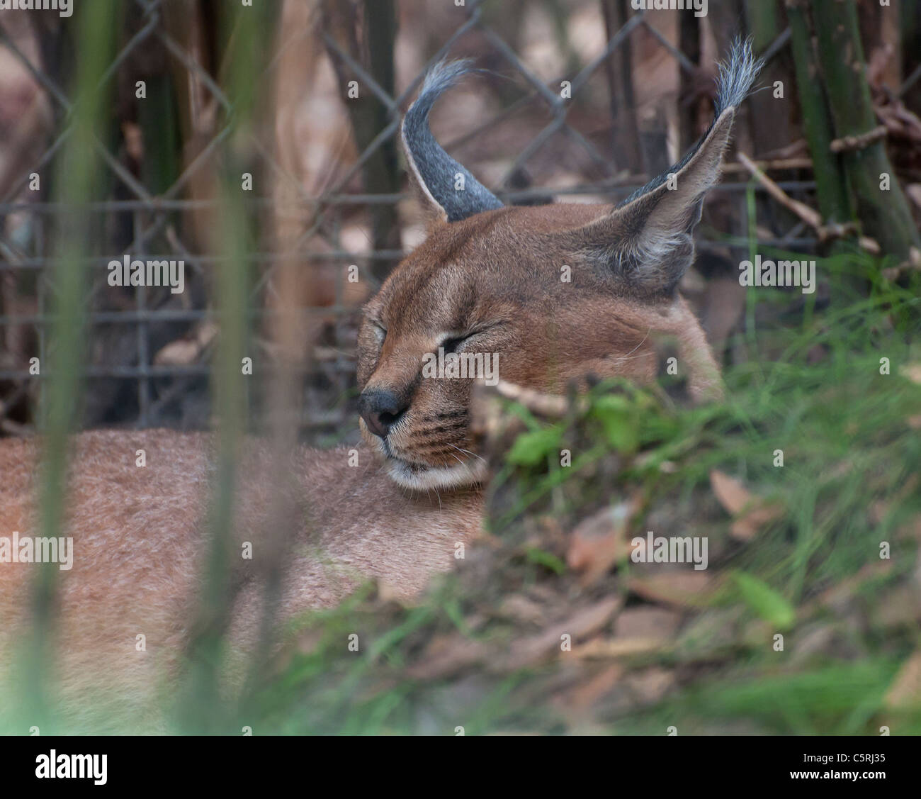 Le zoo de Santa Fe l'enseignement fait partie de Santa Fe College à Gainesville, Floride. Caracal Caracal caracal- Banque D'Images