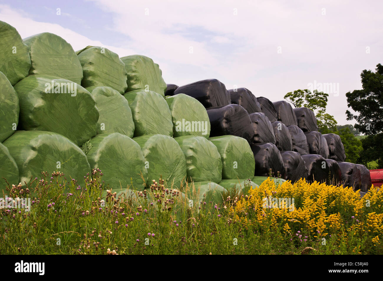 Balles d'ensilage dans une ferme dans le Yorkshire, montrant à la fois noir et vert. Banque D'Images