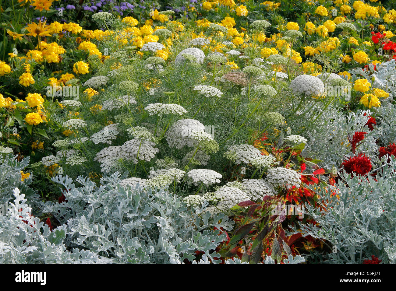 Fleurs Annuelles : Senecio cineraria et Ammi élevé 'Reine de l'Afrique" (Ammi majus). Banque D'Images