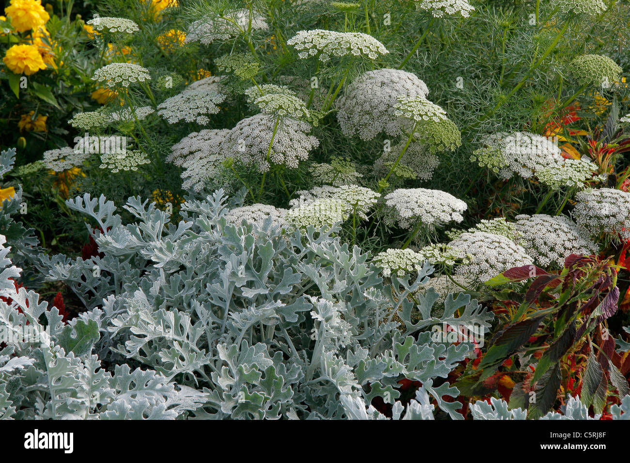 Fleurs Annuelles : Senecio cineraria et Ammi élevé 'Reine de l'Afrique" (Ammi majus). Banque D'Images