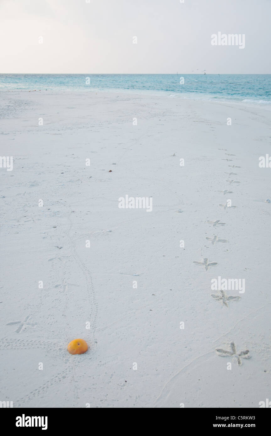 Orange et stork pied imprime sur la plage, Maldives Banque D'Images