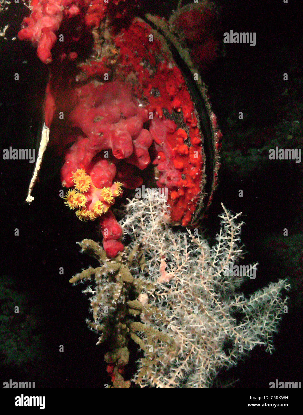 Clam la nuit sous l'eau, les Maldives Banque D'Images