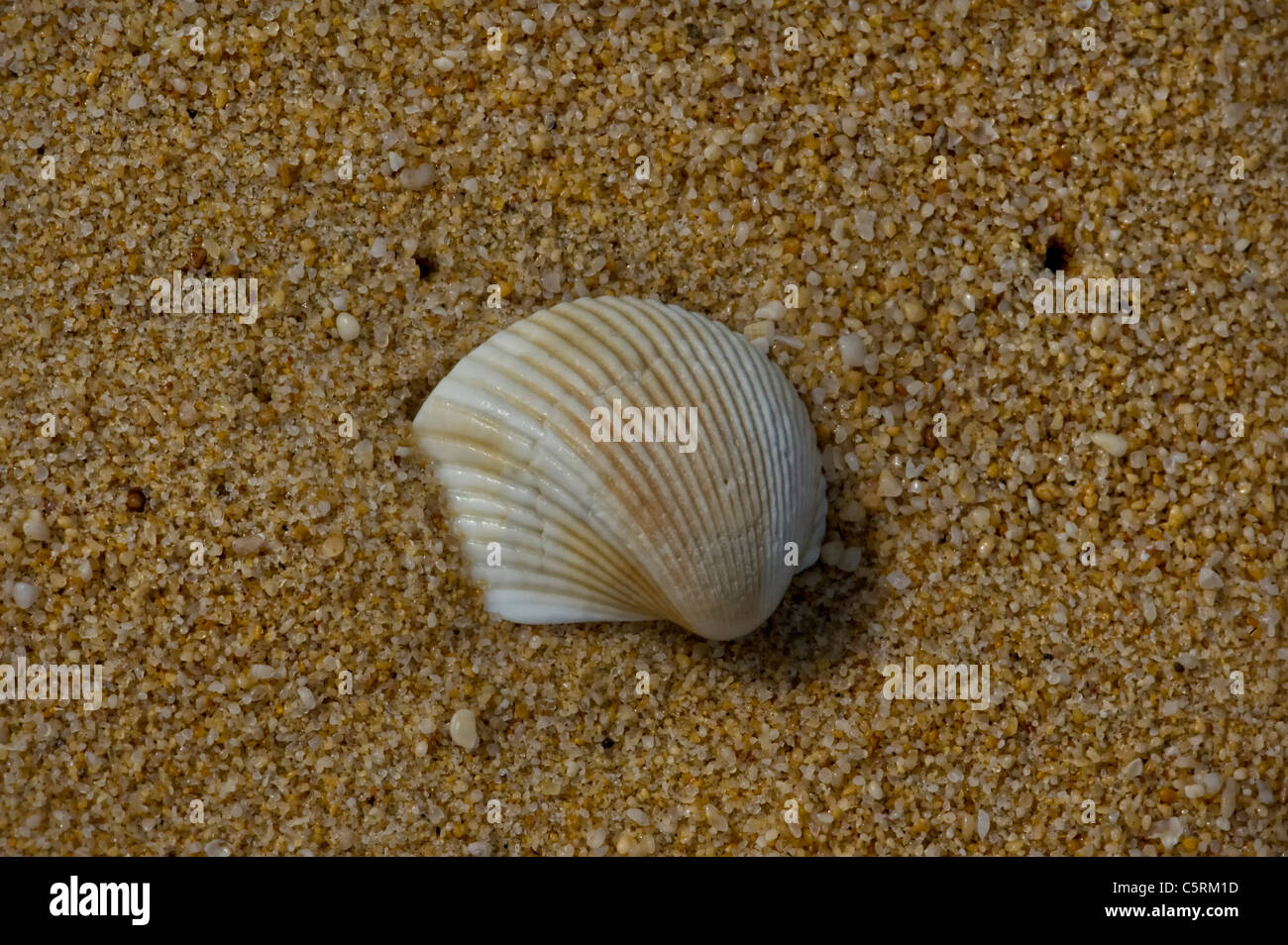 Seul cockle shell sur une plage Banque D'Images