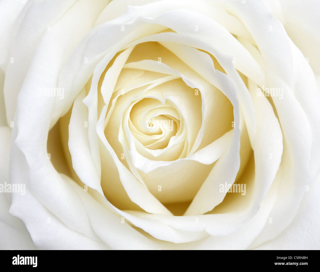 Rose blanche Banque de photographies et d'images à haute résolution - Alamy