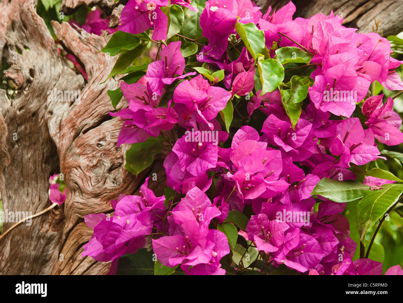 Belles fleurs roses de pulvérisation dans le jardin Banque D'Images