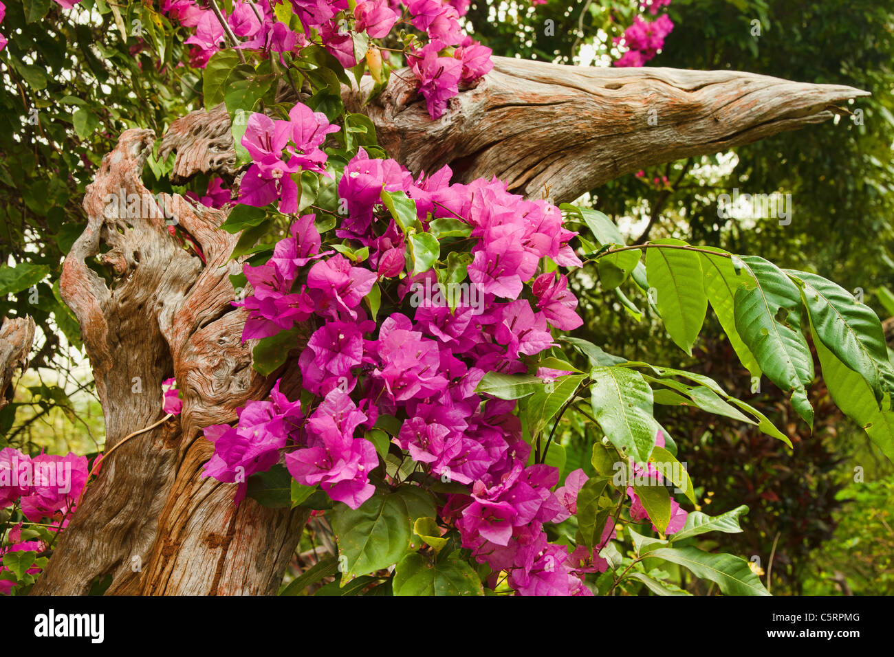 Belles fleurs roses de pulvérisation dans le jardin Banque D'Images