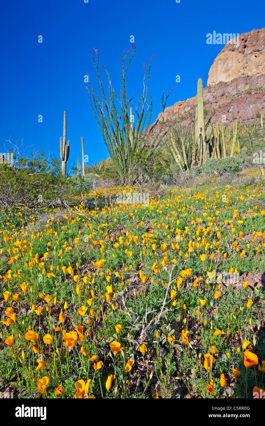 Ajo Range, monts, Mexican gold poppy Eschscholzia, mexicana, Papaveraceae, tuyau d'Organe National Monument, Arizona, USA Banque D'Images